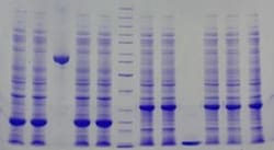 Abcam&nbsp;10% Precast Protein Gels, 12-Wells
