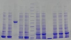 Abcam&nbsp;8% Precast Protein Gels, 12-Wells