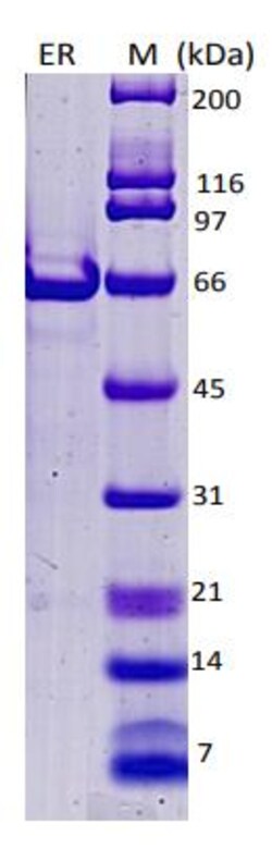 Abcam&nbsp;Recombinant Human Estrogen Receptor alpha protein