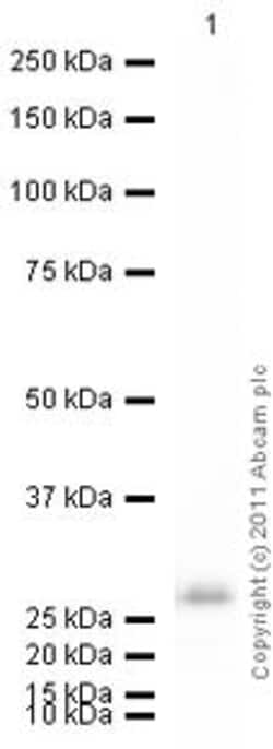 Abcam&nbsp;Native human Cathepsin D protein