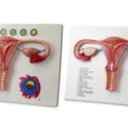 Walter Products&nbsp;Human Fertilization Process Model