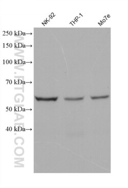 cGAS Mouse, anti-Human, Clone: 2G2C5, Proteintech Quantity: 20 &mu;L:Antibodies