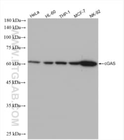 cGAS Rabbit, anti-Human, Clone: 1H1, Proteintech Quantity: 100 &mu;L:Antibodies