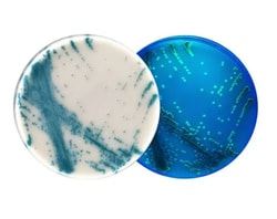 Hardy Diagnostics™ HardyCHROM™ Candida and Auris Chromogenic Medium