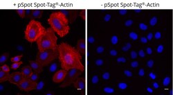 Proteintech ChromoTek Spot-Label Alexa Fluor 568 10 &mu;l | Buy Online | Proteintech | Fisher Scientific