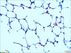 Sigma-Aldrich&nbsp;Acid Fast TISSUE-TROL&trade; Control Slides