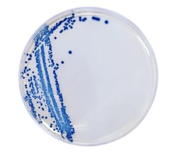 Hardy Diagnostics™ HardyCHROM™ ESBL Chromogenic Medium