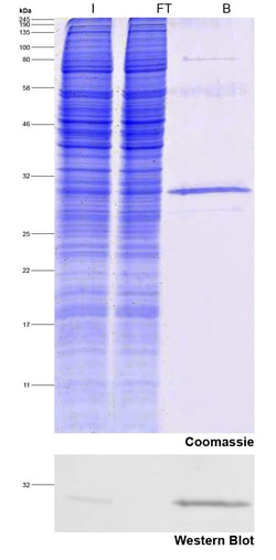 Proteintech ChromoTek Spot-Trap™ Agarose Kit