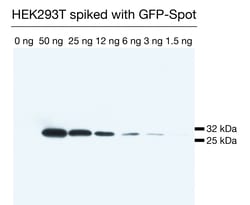 Proteintech ChromoTek Spot VHH, Recombinant Binding Protein 250 &mu;L:Antibodies