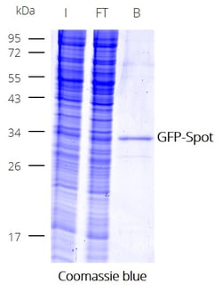Proteintech ChromoTek Spot-Trap™ Magnetic Particles M-270 Kit