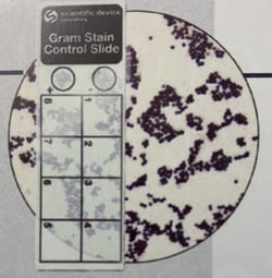 StatLab Gram Stain Control Slides
