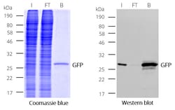 Proteintech ChromoTek GFP-Trap Magnetiske partikler M-270 Kit 20 reaktioner | Buy Online | Proteintech | Fisher Scientific