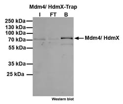 Proteintech ChromoTek Mdm4/ HdmX-Trap Agarose 100 Reactions | Buy Online | Proteintech | Fisher Scientific