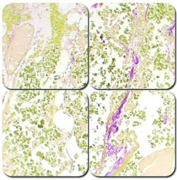 StatLab&nbsp;MasterTech Hall's Bile Stain Kit