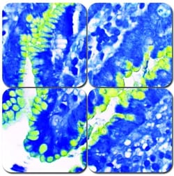 StatLab MasterTech Special Stain Kit, HelicoStat