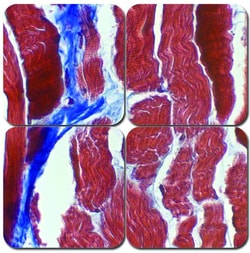 StatLab&nbsp;MasterTech Masson's Trichrome Stain Kit