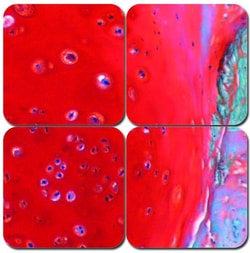 StatLab MasterTech Safranin O Cartilage Stain Kit 16 oz. | Buy Online | StatLab | Fisher Scientific