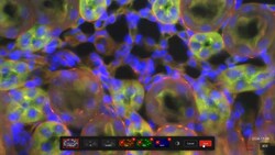 Leica Microsystems Visoria B Laboratory Microscope for Immunofluorescence