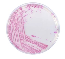 Hardy Diagnostics™ HardyCHROM™ MRSA Chromogenic media