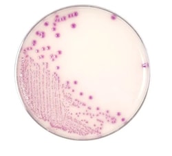 Hardy Diagnostics™ HardyCHROM™ O157 Chromogenic Medium