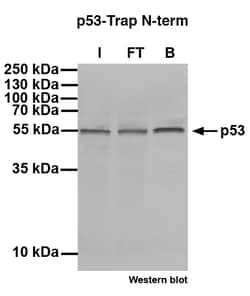 Proteintech ChromoTek p53 N-term-Trap Agarose Kit 20 Reactions | Buy Online | Proteintech | Fisher Scientific
