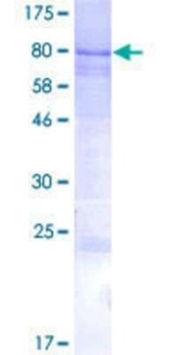 Novus Biologicals Recombinant Human IQCC GST (N-Term) Protein 2 &mu;g | Buy Online | Novus Biologicals&trade; | Fisher Scientific