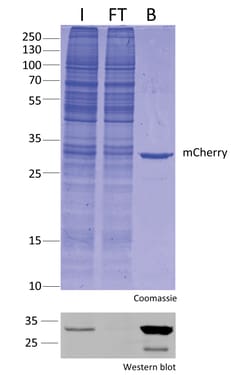 Proteintech ChromoTek RFP-Trap™ Agarose Kit