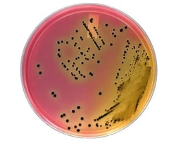Hardy Diagnostics™ HardyCHROM™ SS NoPRO