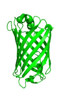 Proteintech&nbsp;ChromoTek TurboGFP VHH, Recombinant Binding Protein