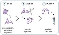 Proteintech ChromoTek iST V5-Trap Kit 8 Reactions | Buy Online | Proteintech | Fisher Scientific
