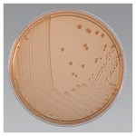 Thermo Scientific™ MacConkey Agar with Sorbitol