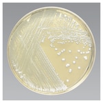 Thermo Scientific™ Mycobiotic Agar (Mycocel Agar) with Chloramphenicol and Cycloheximide