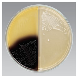 Thermo Scientific&trade;&nbsp;Remel&trade; Biplates: Anaerobic Reducible through Levine Agars