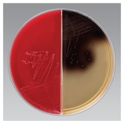Thermo Scientific™ Remel™ Anaerobic Reducible CNA Blood Agar/ Kanamycin Bile Esculin Agar