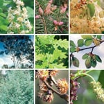 Thermo Scientific™ ImmunoCAP™ Tree Pollen Allergens