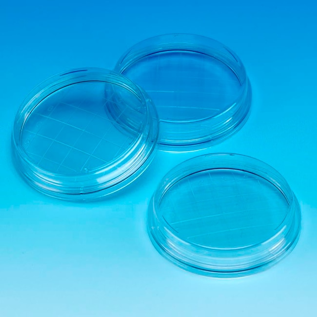 55mm