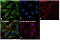 Invitrogen&trade;&nbsp;Annexin A2 Monoclonal Antibody (Z014)