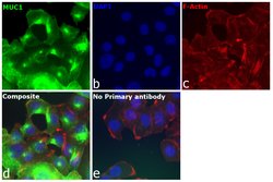 Invitrogen Mouse anti-Human Kappa Light Chain Secondary Antibody 500 &mu;g;