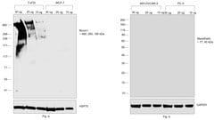 Invitrogen Mouse anti-Human Kappa Light Chain Secondary Antibody 500 &mu;g;