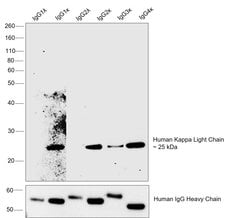 Invitrogen Mouse anti-Human Kappa Light Chain Secondary Antibody 500 &mu;g;