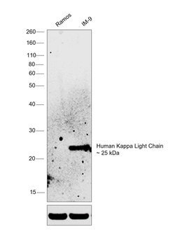 Invitrogen Mouse anti-Human Kappa Light Chain Secondary Antibody 500 &mu;g;