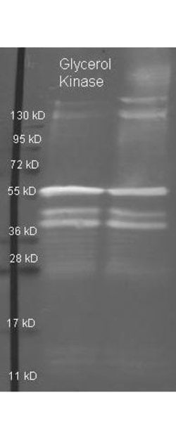 Glycerol KinaseGoat anti-Bacteria, Polyclonal, Rockland 2 mL; Unconjugated:Antibodies,
