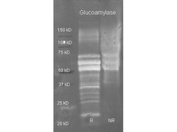 GlucoamylaseGoat anti-Fungi, Polyclonal, Rockland 2 mL; Unconjugated:Antibodies,