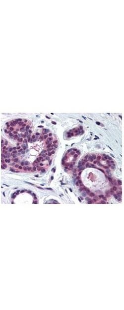 cdk2 Polyclonal Antibody, Rockland 100 &mu;L; Unconjugated:Antibodies,
