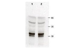 cdk2 Polyclonal Antibody, Rockland 100 &mu;L; Unconjugated:Antibodies,