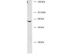 BIVMRabbit anti-Human, Polyclonal, Rockland 100 &mu;L; Unconjugated:Antibodies,