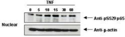 Phospho-NFkB (RelA) (Ser529)Rabbit anti-Human, Polyclonal, Rockland 100