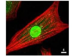 AKT Polyclonal Antibody, Rockland:Antibodies:Primary Antibodies