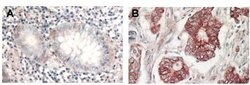 AKT Polyclonal Antibody, Rockland:Antibodies:Primary Antibodies