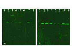 AKT Polyclonal Antibody, Rockland:Antibodies:Primary Antibodies